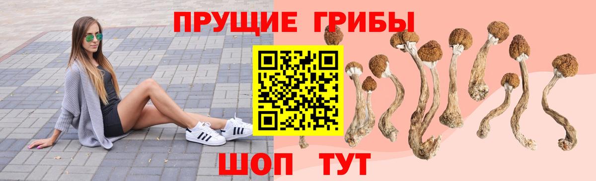 Псилоцибиновые грибы GOLDEN TEACHER  Вход с VPN  Псилоцибиновые грибы Psilocybe  Карасук 